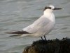 Sandwich Tern at Westcliff Seafront (Steve Arlow) (70898 bytes)